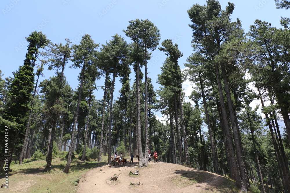 The beauty of the Pahalgam Valley in Jammu & Kashmir in summer. The beauty of the Pahalgam Valley in Jammu & Kashmir in summer.