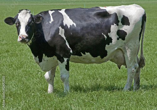 Grazing cows in Dutch meadow. Dairy farm Netherlands. 