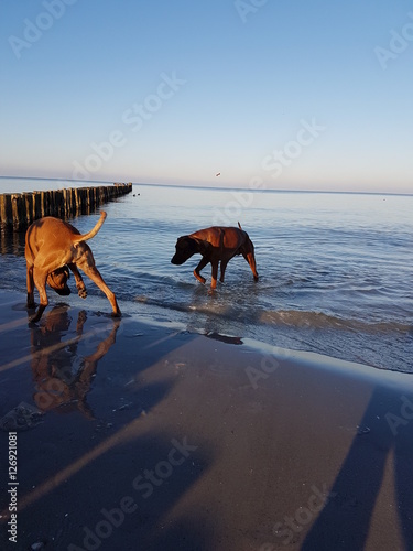 Rhodesian Ridgeback