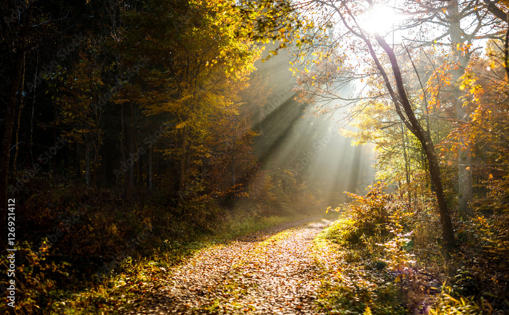 Sunrays in Forest at Autumn Time Sunrays in Forest at Autumn Time