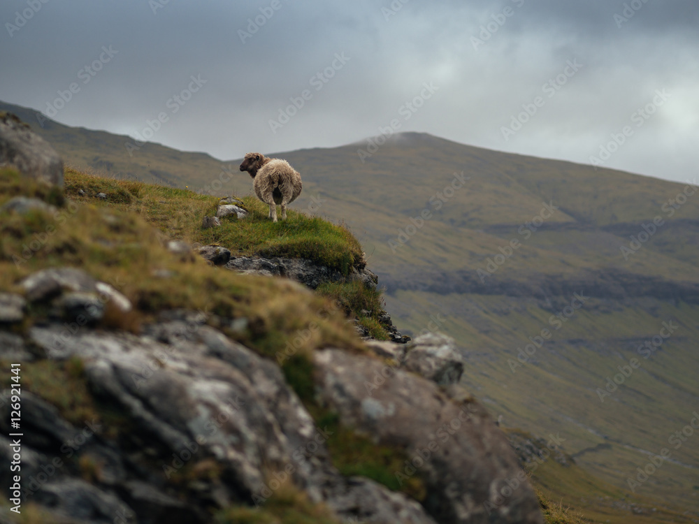 Fototapeta premium Sheep on mountain slope