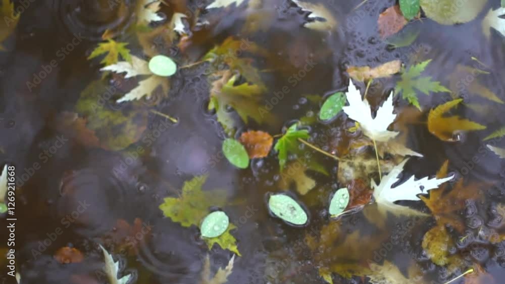 yellow puddle leaves autumn floating in pool yellow puddle leaves autumn floating in pool