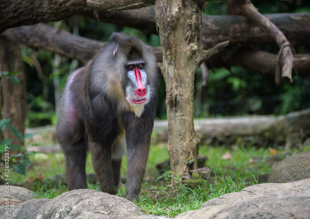 Naklejka premium Thoughtful fluffy large mandrill goes near a large stone in the Singapore zoo