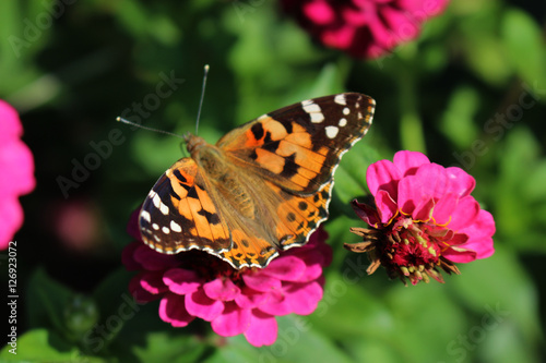 motyl na kwiatku