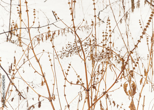 dry plant on the snow background