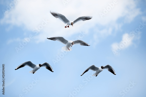 white sea gulls flying in blue sunny sky