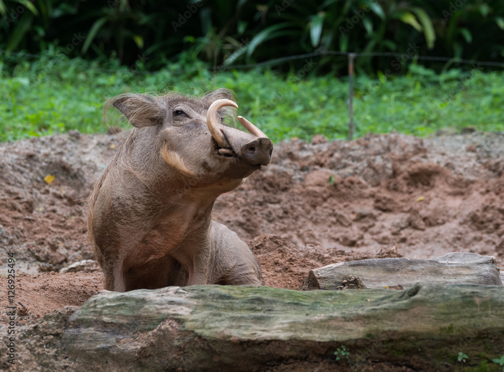Fototapeta premium Pig male with large tusks sits in a muddy puddle, and looks into the camera (Singapore Zoo)