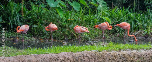 Five pink and orange flamingo standing in shallow water near the green forest (Singapore)