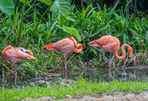 Three pink and orange flamingo standing in shallow water near the green forest  Singapore 