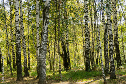 Birch Trees in Autumn Park