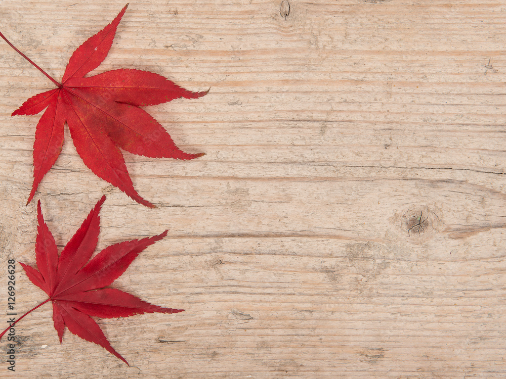 Two red maple leaves at the left border on a white washed scaffolding wooden planks