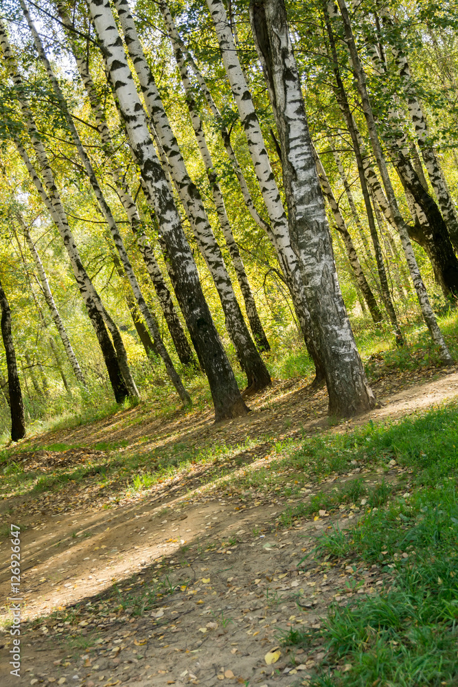 Birch Trees in Autumn Park Birch Trees in Autumn Park