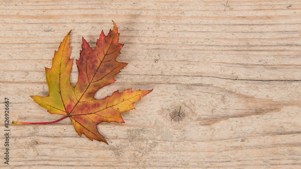 Single autumn yellow and brown maple leaf at the left border on a white washed scaffolding wooden planks Single autumn yellow and brown maple leaf at the left border on a white washed scaffolding wooden planks