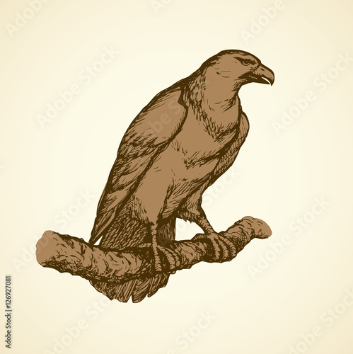 Vector drawing of a series "Birds". Eagle