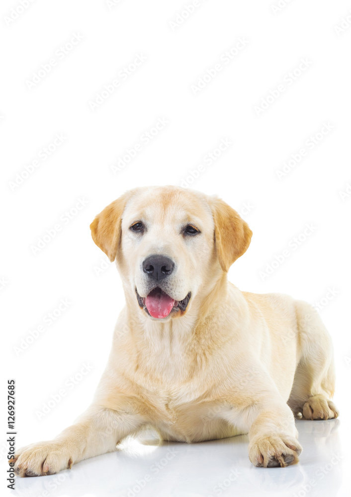 seated yellow labrador retriever with mouth open seated yellow labrador retriever with mouth open