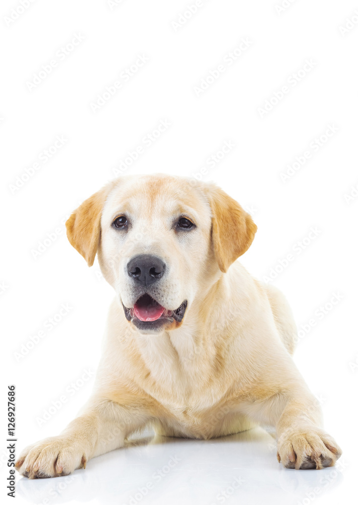 adorable labrador retriever female dog