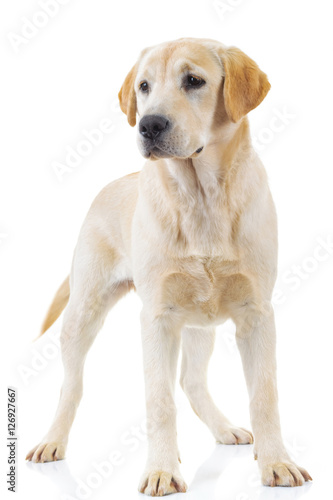 standing labrador retriever dog is looking away