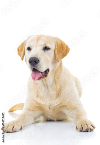panting yellow labrador retriever dog