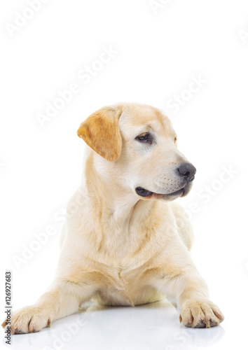 cute yellow labrador retriever looking to side