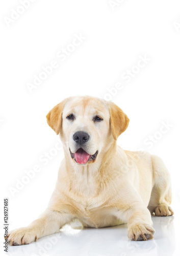 seated yellow labrador retriever with mouth open