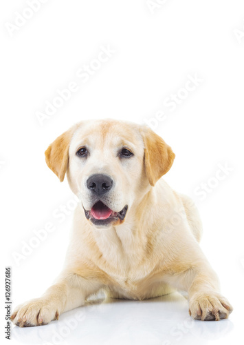 adorable labrador retriever female dog