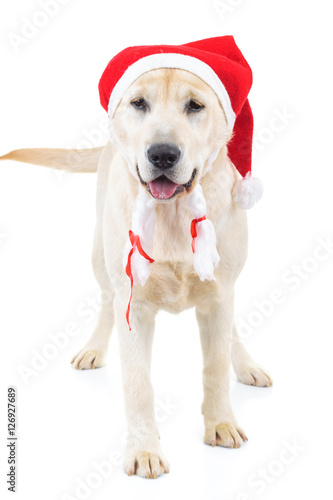 cute santa claus labrador retriever dog standing