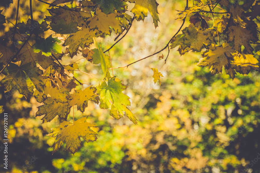 Obraz premium Fall Maple Leaves on Branches Retro