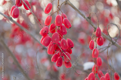 Close up view of barberries glowing on winter day