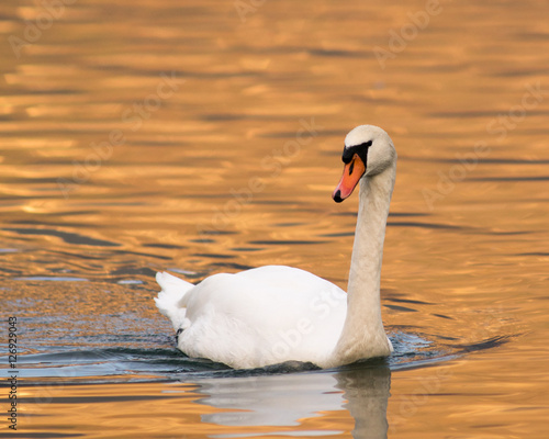 Cigno al tramonto