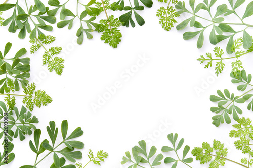 frame of green herbs in white background