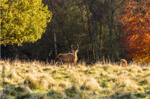 Group of red deer stags grazing at Tatton Park, Knutsford, Cheshire, UK
