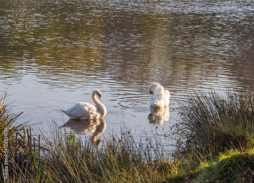 White swans enjoying the Autumn sunshire on Tatton Lake, Tatton Park, Knutsford, Cheshire, UK