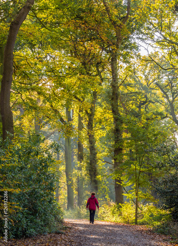 Morning walker through woods at Tatton Park, Knutsford, Cheshire, UK photo