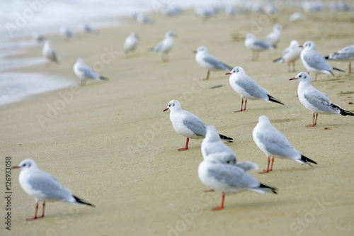 seagulls on the sand