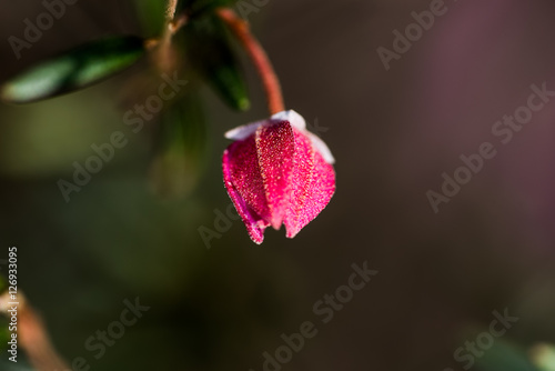 Australian Flowers