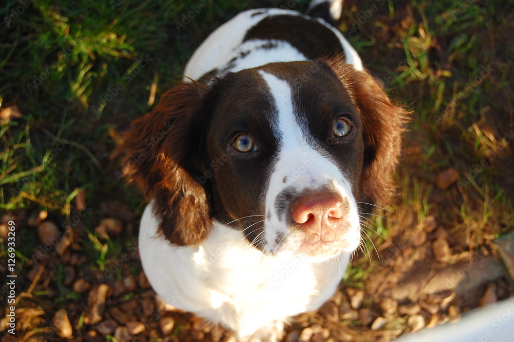 Spaniel