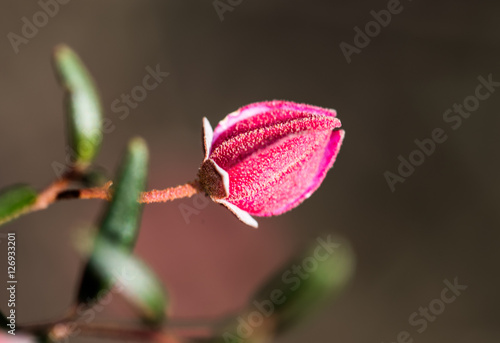 Slika na platnu Australian Flowers