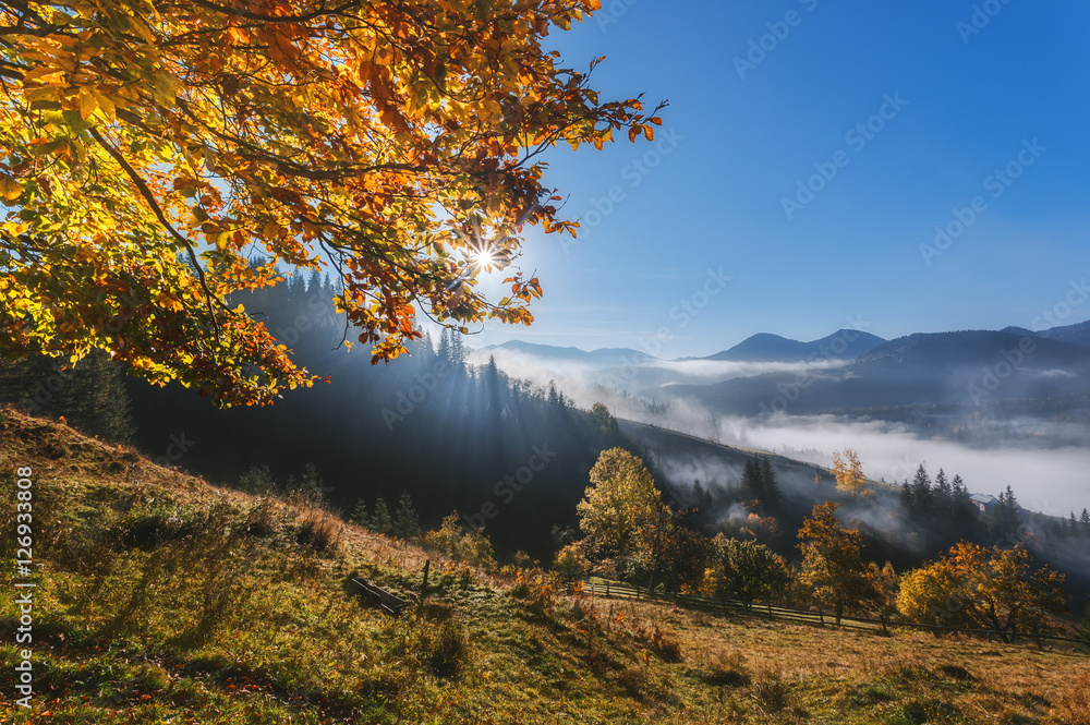 Ukraine. Carpathians. Dzembronya. Golden autumn