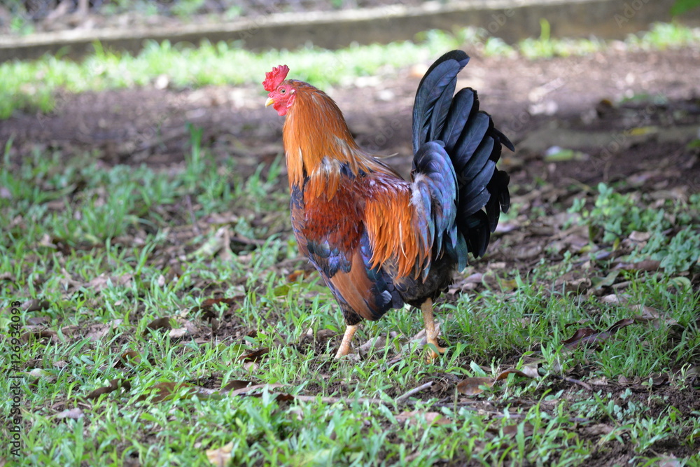 Fototapeta premium Coq