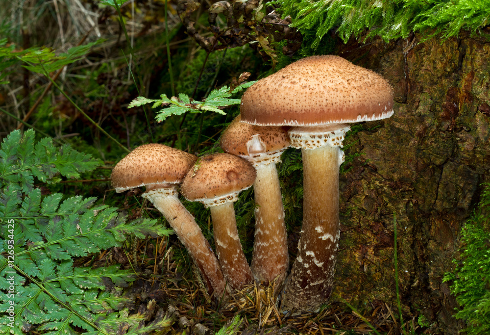 Fototapeta premium Freckled Dapperling mushrooms (Lepiota aspera) and a fern 