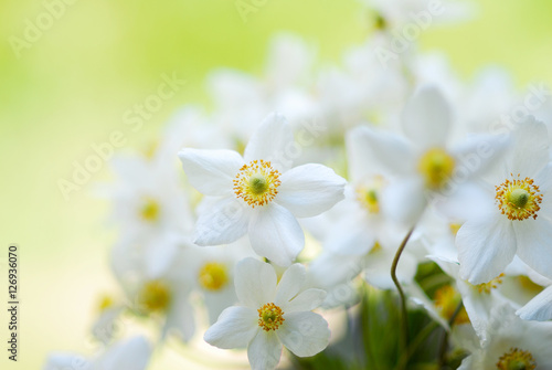 spring Narcissus