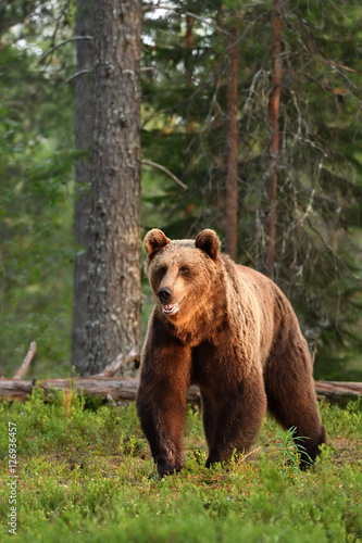brown bear powerful posture in forest