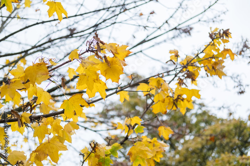 Tree Branch with yellow leaves  autumn. With blue sky background