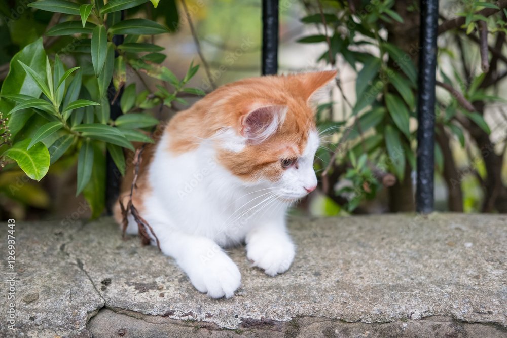 Orange and White Cat in the Grass Orange and White Cat in the Grass