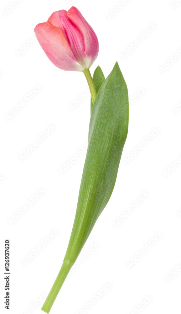 Naklejka premium one pink tulip flower isolated on white background