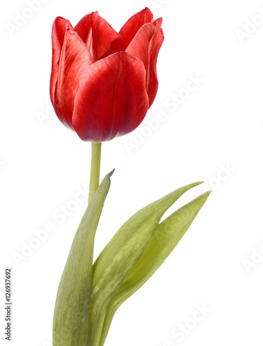Fototapeta Naklejka Na Ścianę i Meble -  red tulip flower head isolated on white background