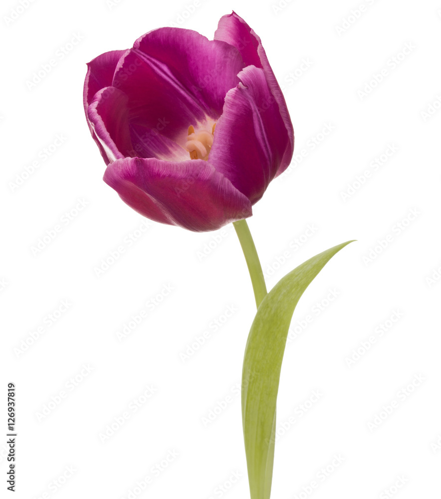 lilac tulip flower head isolated on white background lilac tulip flower head isolated on white background