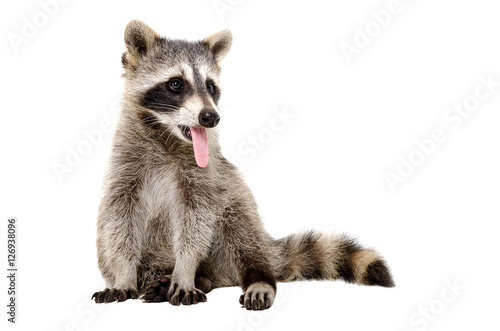 Fototapeta Naklejka Na Ścianę i Meble -  Portrait of a funny raccoon, that shows tongue