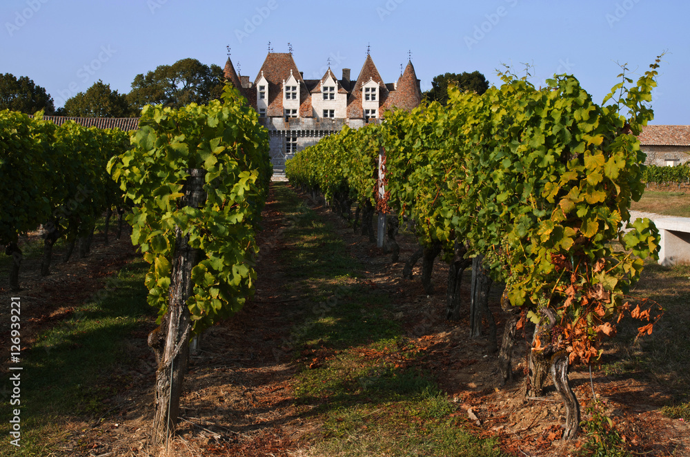 paysage vignoble et château