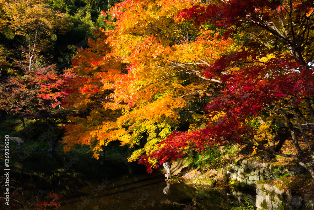 Autumn in Japan, the leaves of the trees change to beautiful colors.